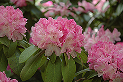 Holden Rhododendron (Rhododendron 'Holden') at English Gardens
