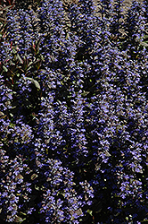 Purple Brocade Bugleweed (Ajuga reptans 'Purple Brocade') at English Gardens