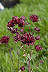 Clementine Dark Purple Columbine (Aquilegia vulgaris 'Clementine Dark Purple') at English Gardens