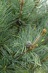 Ibo-Can Japanese White Pine (Pinus parviflora 'Ibo-Can') at English Gardens