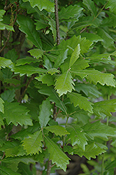 Regal Prince English Oak (Quercus 'Regal Prince') at English Gardens