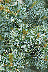 Short-Needled Japanese Blue Pine (Pinus parviflora 'Glauca Brevifolia') at English Gardens