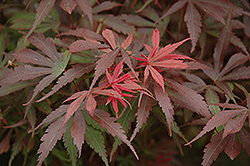 Shaina Japanese Maple (Acer palmatum 'Shaina') at English Gardens