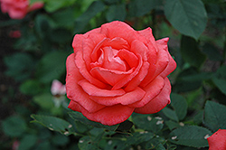 Tropicana Rose (Rosa 'Tropicana') at English Gardens