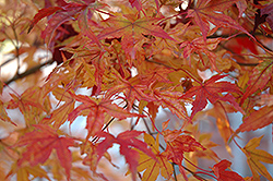 Butterfly Variegated Japanese Maple (Acer palmatum 'Butterfly') at English Gardens