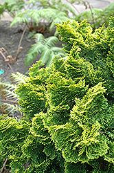 Dwarf Golden Hinoki Falsecypress (Chamaecyparis obtusa 'Nana Aurea') at English Gardens