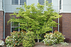 Seiryu Japanese Maple (Acer palmatum 'Seiryu') at English Gardens