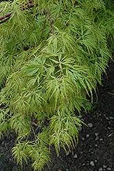 Seiryu Japanese Maple (Acer palmatum 'Seiryu') at English Gardens