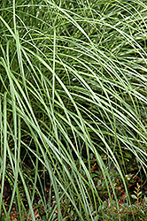 Little Kitten Dwarf Maiden Grass (Miscanthus sinensis 'Little Kitten') at English Gardens