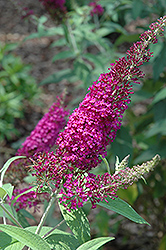 Attraction Butterfly Bush (Buddleia davidii 'Attraction') at English Gardens