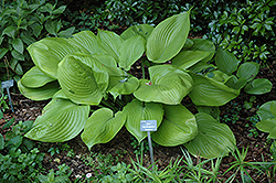Sum and Substance Hosta (Hosta 'Sum and Substance') at English Gardens