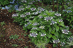Twist-n-Shout Hydrangea (Hydrangea macrophylla 'PIIHM-I') at English Gardens