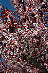 Thundercloud Plum (Prunus cerasifera 'Thundercloud') at English Gardens