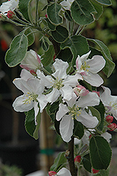 Granny Smith Apple (Malus 'Granny Smith') at English Gardens