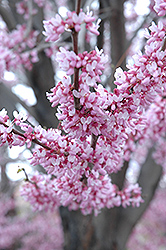 Eastern Redbud (Cercis canadensis) at English Gardens