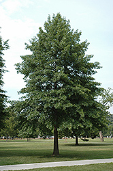 Pin Oak (Quercus palustris) at English Gardens