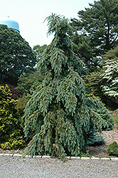 Graceful Grace Weeping Douglas Fir (Pseudotsuga menziesii 'Graceful Grace') at English Gardens