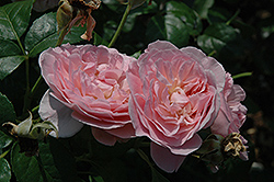 Strawberry Hill Rose (Rosa 'Strawberry Hill') at English Gardens
