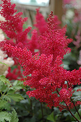 Montgomery Japanese Astilbe (Astilbe japonica 'Montgomery') at English Gardens
