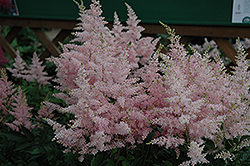 Younique Silvery Pink Astilbe (Astilbe 'Verssilverypink') at English Gardens