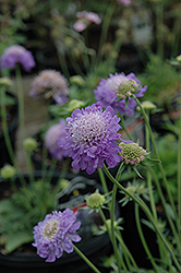 Blue Note Pincushion Flower (Scabiosa 'Blue Note') at English Gardens