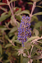 Flutterby Petite Blue Heaven Butterfly Bush (Buddleia 'Podaras 8') at English Gardens