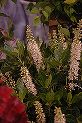 Sixteen Candles Summersweet (Clethra alnifolia 'Sixteen Candles') at English Gardens