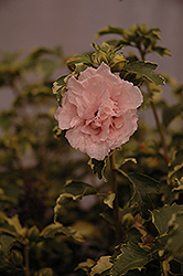 Sugar Tip Rose of Sharon (Hibiscus syriacus 'America Irene Scott') at English Gardens