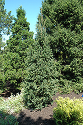 Columnar Norway Spruce (Picea abies 'Cupressina') at English Gardens