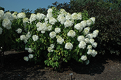 Phantom Hydrangea (Hydrangea paniculata 'Phantom') at English Gardens