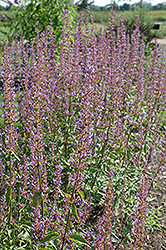 Purple Haze Hyssop (Agastache 'Purple Haze') at English Gardens
