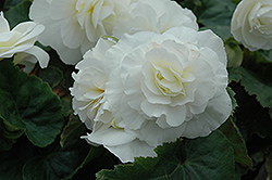 Nonstop White Begonia (Begonia 'Nonstop White') at English Gardens