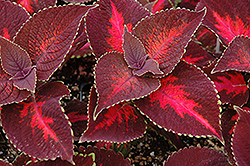 ColorBlaze Kingswood Torch Coleus (Solenostemon scutellarioides 'Kingswood Torch') at English Gardens