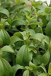 Sweetleaf (Stevia rebaudiana) at English Gardens
