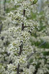 Santa Rosa Plum (Prunus 'Santa Rosa') at English Gardens