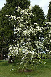 Eddie's White Wonder Flowering Dogwood (Cornus 'Eddie's White Wonder') at English Gardens