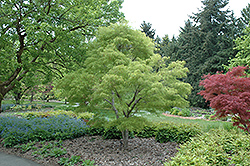 Koto No Ito Japanese Maple (Acer palmatum 'Koto No Ito') at English Gardens