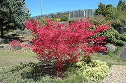Shindeshojo Japanese Maple (Acer palmatum 'Shindeshojo') at English Gardens