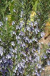 Rosemary (Rosmarinus officinalis) at English Gardens