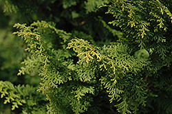 Graciosa Hinoki Falsecypress (Chamaecyparis obtusa 'Graciosa') at English Gardens