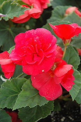 Nonstop Rose Pink Begonia (Begonia 'Nonstop Rose Pink') at English Gardens