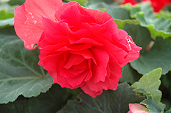 Nonstop Bright Red Begonia (Begonia 'Nonstop Bright Red') at English Gardens