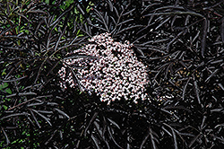 Black Lace Elder (Sambucus nigra 'Eva') at English Gardens