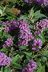 Lo & Behold Purple Haze Butterfly Bush (Buddleia 'Purple Haze') at English Gardens