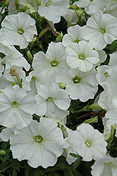 Supertunia Mini White Petunia (Petunia 'Supertunia Mini White') at English Gardens