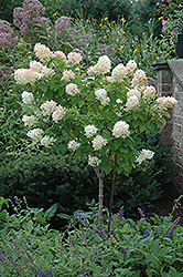 Limelight Hydrangea (tree form) (Hydrangea paniculata 'Limelight (tree form)') at English Gardens