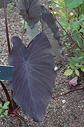 Black Magic Elephant Ear (Colocasia esculenta 'Black Magic') at English Gardens