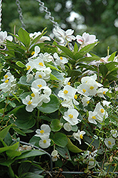 Wax Begonia (Begonia semperflorens) at English Gardens