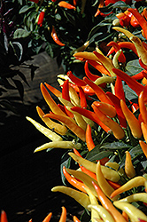 Sweet Pepper (Capsicum annuum) at English Gardens