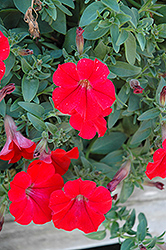 Surfinia Red Petunia (Petunia 'Surfinia Red') at English Gardens